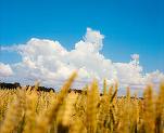Uniunea Europeană a majorat cotele de import pentru anumite produse agricole din Ucraina