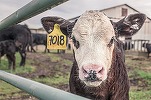 Daea: Vaca trece prin mari greutăți. A devenit dușmanul planetei